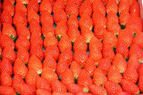 Red berries put in order Stock Photos