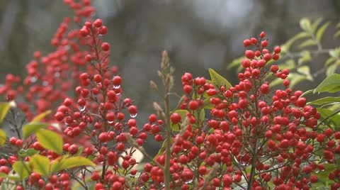 Red berries in rain Stock Footage 22400995