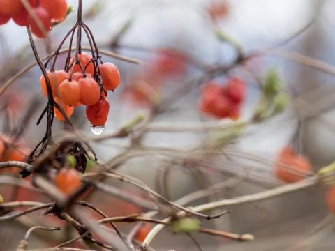 Red berries in rain Stock Photos