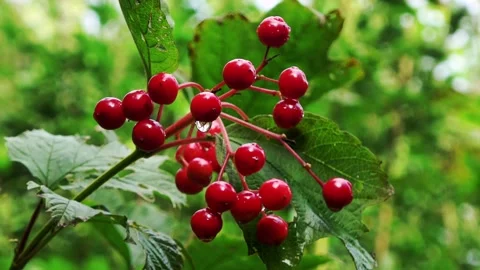 Red berries with raindrop in the park Stock Footage 140579508
