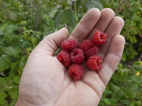 Red berries of raspberry in hand. Stock Photos