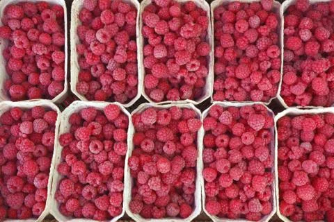 Red berries of a raspberry Stock Photos