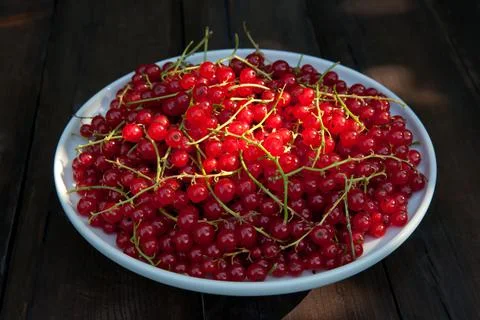 Red berries of red currant in the rays of the sun on a dark wooden background Stock Photos