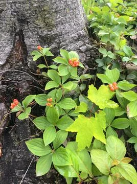Red berries at the root of a tree in nature Stock Photos