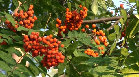 Red berries of Rowan, close-up Stock Footage 53102625