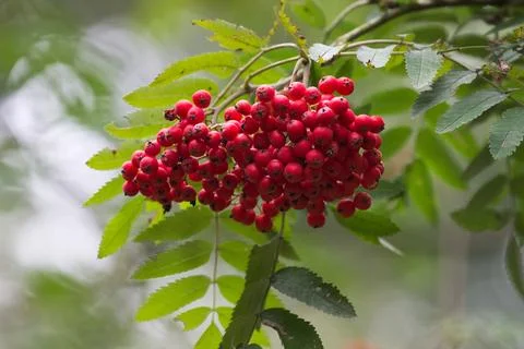 Red berries of the rowan Stock Photos