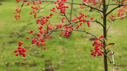 Red berries of rowan sway in the wind. Stock Footage 252761992
