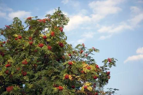 Red berries on the rowan tree Fotos Stock