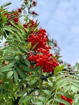 Red berries of rowan tree Stock Photos