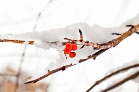 Red berries of rowan tree under snow Stock Photos
