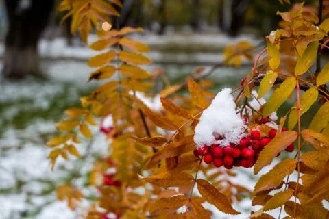 Red berries rowan under the snow against the background of yellow leaves Stock Photos