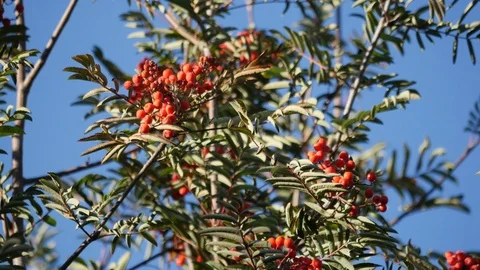 Red berries on shrub Stock Footage 107916670