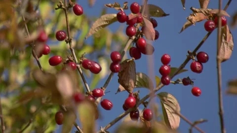 Red Berries in the sky , Bacche rosse Stock Footage 167497274