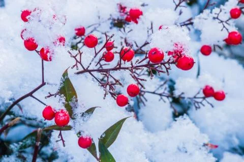 Red berries in the snow Stock Photos