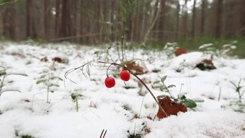 Red berries in the snowy forest Stock Footage 225444111