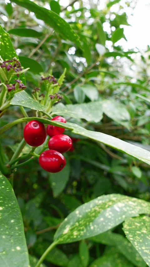 Red berries of the spotted laurel plant sway in the wind, vertical format Stock Footage 335300829