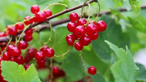 Red berries, a sprig of red currants on a green bush, close-up Видео 291682151