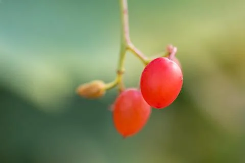 Red berries at sunshine Stock Photos