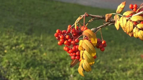 Red Berries Swaying on Branch in Wind - Animated Nature Clip Stock Footage 307465997