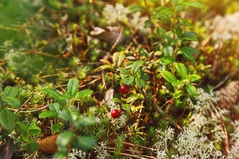 Red berries on tiny bush in fall forest Stock Photos