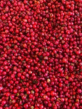 Red berries, top view. Background of wild red berries. Stock Photos