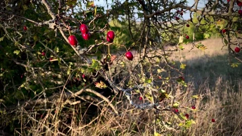 Red berries on a tree blown by the wind Stock Footage 254367335