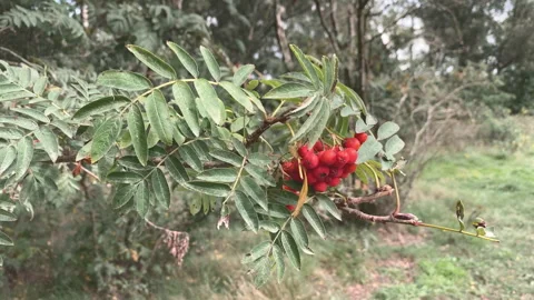 Red berries at a tree branch in the forest. Moved by the wind. Stock Footage 269031086
