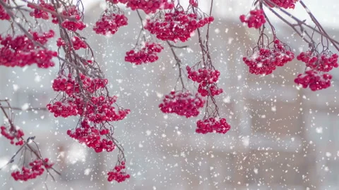 Red berries on a tree branch, snowfall, winter weather Stock Footage 120248211