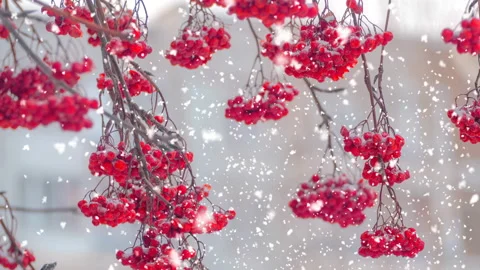 Red berries on a tree branch, snowfall, winter weather Stock Footage 120386273
