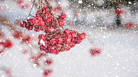 Red berries on a tree branch, snowfall, winter weather Stock Footage 120737442