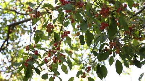 Red berries on tree in central park Stock Footage 141956732