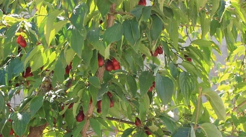 Red berries in the tree Stock Footage 41425033