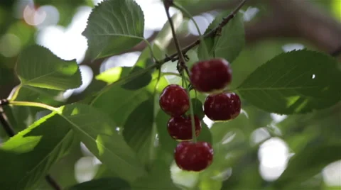 Red berries on the tree Stock Footage 64502814