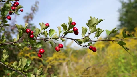 Red berries on a tree Stock Footage 255934915
