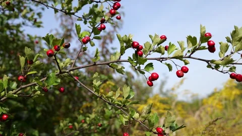 Red berries on a tree Stock Footage 255935039