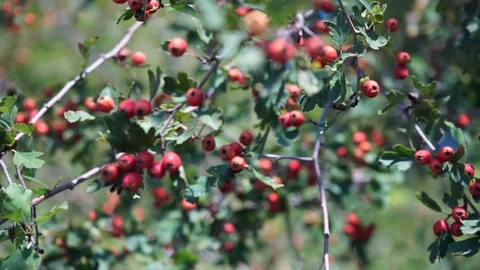 Red berries on a tree in front of blue sky Stock Footage 116657862
