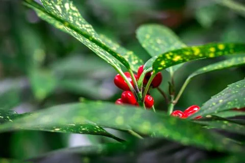Red berries on a tree, holly tree Foto stock