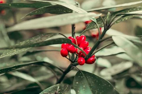 Red berries on a tree, holly tree Foto stock