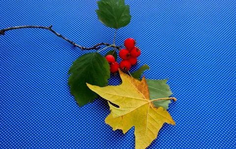 Red berries tree an maple leaf Foto stock