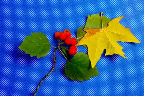 Red berries tree an maple leaf Stock Photos