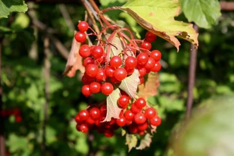 Red berries on a tree Stock Photos
