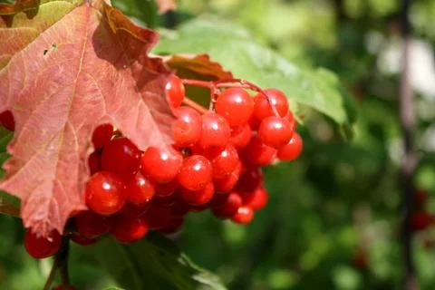 Red berries on a tree Stock Photos