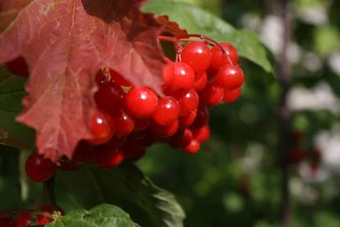 Red berries on a tree Stock Photos