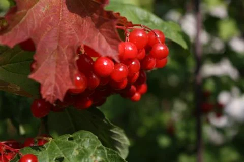 Red berries on a tree Stock Photos