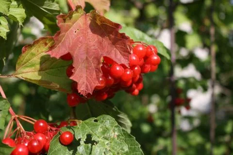 Red berries on a tree Stock Photos