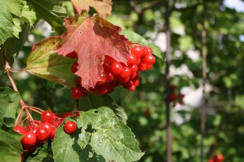 Red berries on a tree Stock Photos