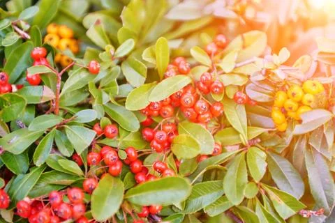 Red berries on the tree Stock Photos