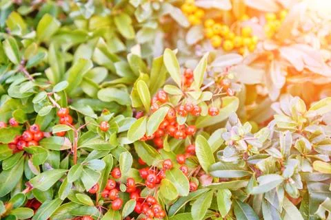 Red berries on the tree Stock Photos