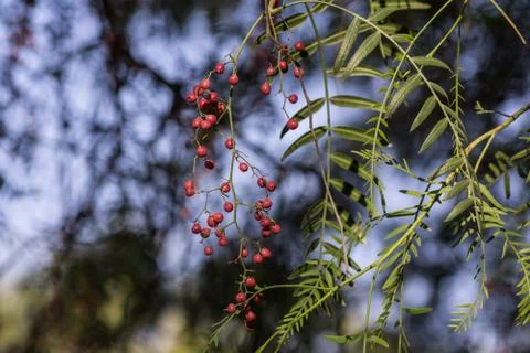 Red berries on the tree Stock Photos