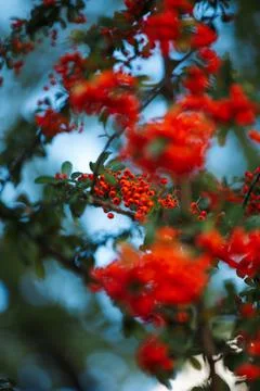 Red berries on a tree Stock Photos